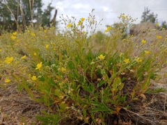 Potentilla rupincola