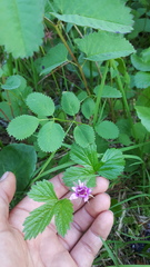 Rubus arcticus