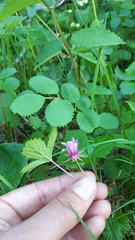 Rubus arcticus