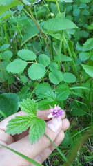Rubus arcticus