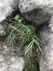 Luzula spicata
