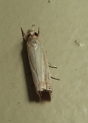 Crambus agitatellus