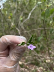 Siphonoglossa sessilis