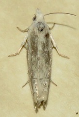 Eucosma pallidicostana
