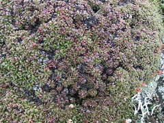 Diapensia lapponica