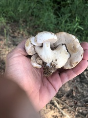 Tylopilus peralbidus