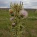 Colorado Thistle - Photo (c) Jennifer Ackerfield, some rights reserved (CC BY-NC), uploaded by Jennifer Ackerfield