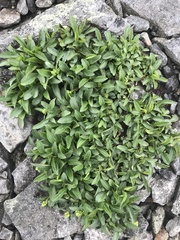 Solidago leiocarpa