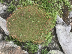 Diapensia lapponica