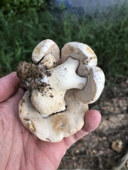 Tylopilus peralbidus