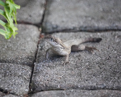Leiocephalus carinatus