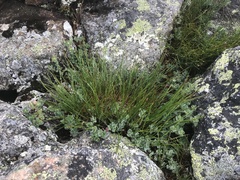 Oreojuncus trifidus