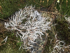 Thamnolia vermicularis