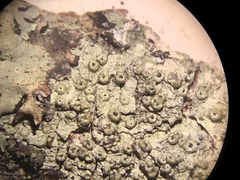 Pertusaria rubefacta