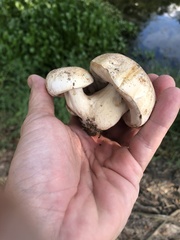 Tylopilus peralbidus