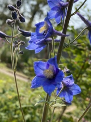 Delphinium cultorum