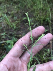 Symphyotrichum laeve concinnum
