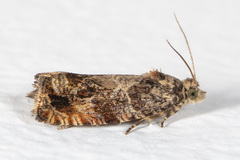 Olethreutes brevirostratum