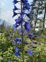 Delphinium cultorum