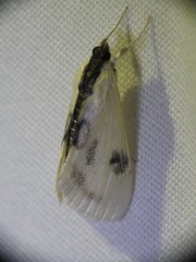 Cliniodes ostreonalis