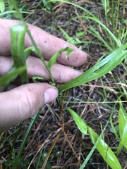 Symphyotrichum laeve concinnum
