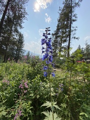 Delphinium cultorum