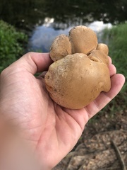 Tylopilus peralbidus
