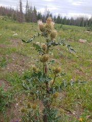 Cirsium centaureae