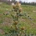 Fringed Thistle - Photo (c) Jennifer Ackerfield, some rights reserved (CC BY-NC), uploaded by Jennifer Ackerfield