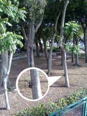 Callosciurus erythraeus styani