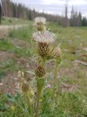 Cirsium centaureae