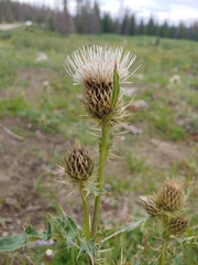 Cirsium centaureae