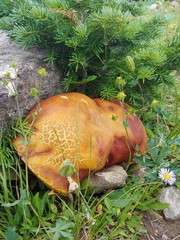 Boletus rubriceps