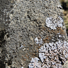 Caloplaca sideritis