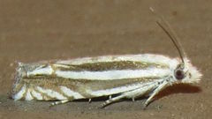 Eucosma striatana
