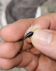 Cicindela abdominalis