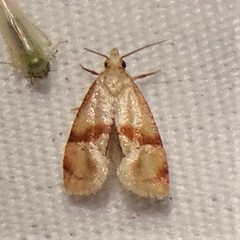 Cochylis caulocatax