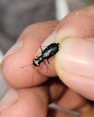 Cicindela abdominalis