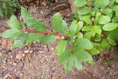 Frangula betulifolia