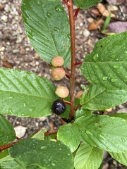 Frangula betulifolia