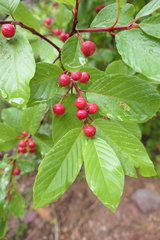 Frangula betulifolia