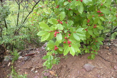 Frangula betulifolia
