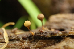 Trichia crateriformis