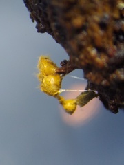 Trichia crateriformis