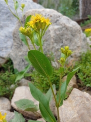 Oreochrysum parryi