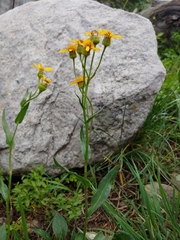 Senecio crassulus