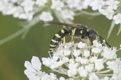 Aphilanthops frigidus