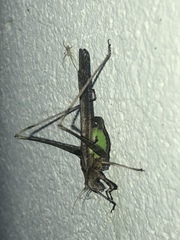 Insara phthisica