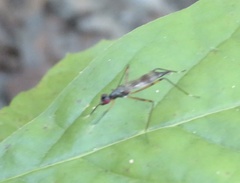 Rainieria antennaepes