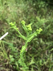 Solidago rigida glabrata